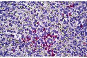 Anti-MPO / Myeloperoxidase antibody IHC staining of human spleen, neutrophils. (Myeloperoxidase anticorps)