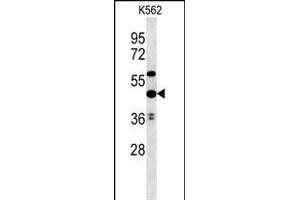 UBAC1 Antibody (C-term) (ABIN651546 and ABIN2840294) western blot analysis in K562 cell line lysates (35 μg/lane). (UBAC1 anticorps  (C-Term))