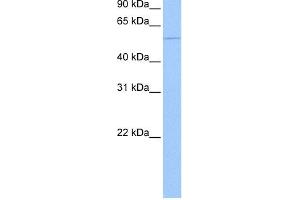 WB Suggested Anti-CHN1 Antibody Titration: 0. (CHN1 anticorps  (Middle Region))