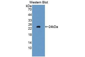 Western Blotting (WB) image for anti-Glutathione Peroxidase 5 (GPX5) (AA 22-221) antibody (ABIN1859060) (GPX5 anticorps  (AA 22-221))