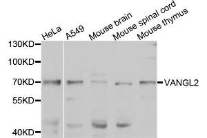 Western blot analysis of extracts of various cell lines, using VANGL2 antibody (ABIN5975655) at 1/1000 dilution. (VANGL2 anticorps)