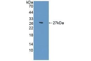Detection of Recombinant CDH2, Human using Polyclonal Antibody to N-cadherin (NCAD) (N-Cadherin anticorps  (AA 50-276))