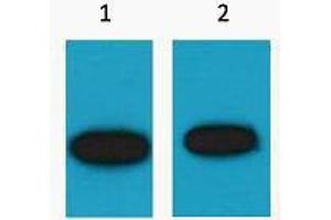 Western Blotting (WB) image for anti-Green Fluorescent Protein (GFP) antibody (ABIN3181254) (GFP anticorps)