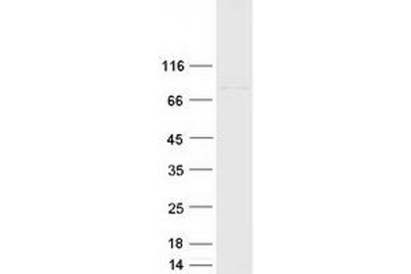 CSTF3 Protein (Transcript Variant 1) (Myc-DYKDDDDK Tag)