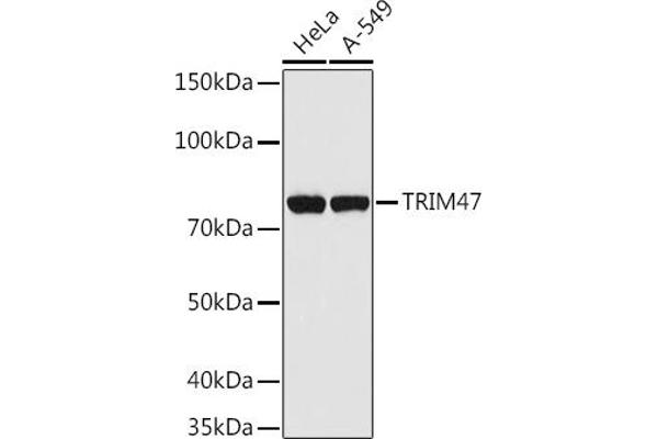 TRIM47 anticorps  (AA 356-530)