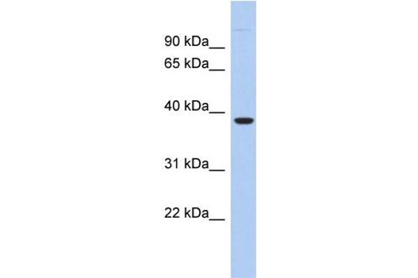 FITM1 anticorps  (N-Term)