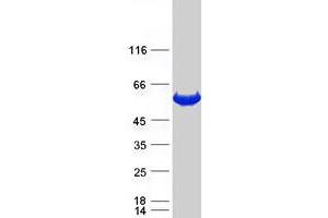 Validation with Western Blot (CALCOCO2 Protein (Myc-DYKDDDDK Tag))