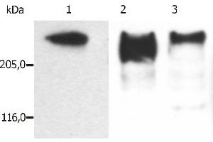 Western Blotting analysis (reducing conditions) of microtubules partially purified from porcine brain lysate. (MAP2 anticorps)