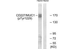Western Blotting (WB) image for anti-Mucin 1 (MUC1) (pTyr1229) antibody (ABIN1847433) (MUC1 anticorps  (pTyr1229))