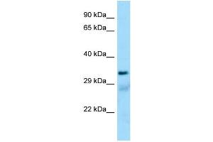 Western Blotting (WB) image for anti-Succinate-CoA Ligase, alpha Subunit (SUCLG1) (N-Term) antibody (ABIN971824) (SUCLG1 anticorps  (N-Term))