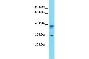 Western Blotting (WB) image for anti-Prion Protein (PRNP) (Middle Region) antibody (ABIN2499236) (PRNP anticorps  (Middle Region))