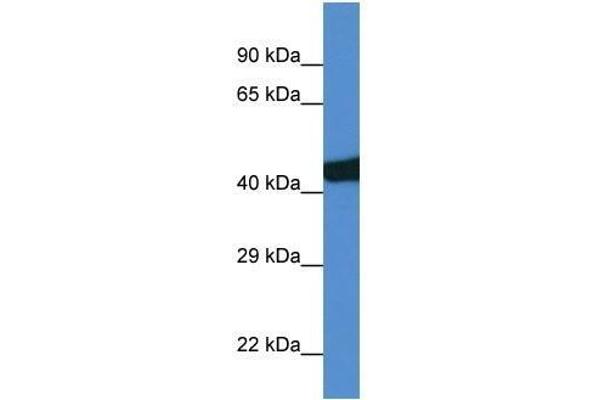 SEC14L3 anticorps  (C-Term)