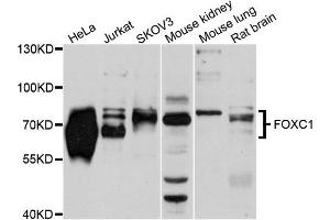 Western blot analysis of extracts of various cells, using FOXC1 antibody. (FOXC1 anticorps)