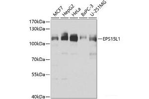 Western blot analysis of extracts of various cell lines using EPS15L1 Polyclonal Antibody at dilution of 1:1000. (EPS15L1 anticorps)