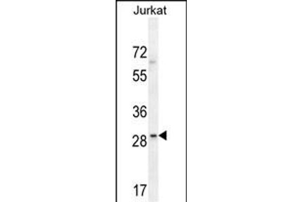 LRRC25 anticorps  (C-Term)