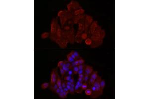 Immunofluorescence (IF) image for anti-BCL2-Associated X Protein (BAX) (AA 1-100) antibody (ABIN3020683)