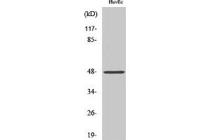 Western Blot analysis of various cells using Cathepsin E Polyclonal Antibody. (Cathepsin E anticorps  (Internal Region))