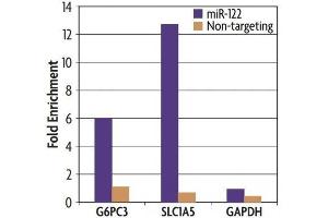 Ago1/2/3 antibody (mAb) (Clone 2A8) tested by immunoprecipitation. (Ago1/2/3 (AA 47-859) anticorps)