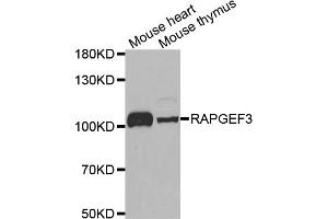 Western blot analysis of extracts of various cell lines, using RAPGEF3 antibody. (RAPGEF3 anticorps)