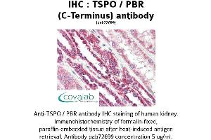 Image no. 1 for anti-Peripheral-Type Benzodiazepine Receptor (TSPO) (C-Term) antibody (ABIN1740430) (TSPO anticorps  (C-Term))