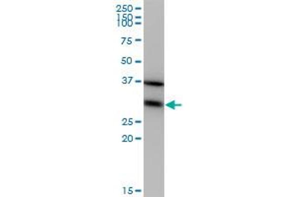 EEF1B2 anticorps  (AA 29-91)