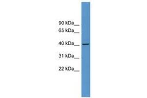 Image no. 1 for anti-Adenosine A1 Receptor (ADORA1) (AA 189-238) antibody (ABIN6746719) (ADORA1 anticorps  (AA 189-238))