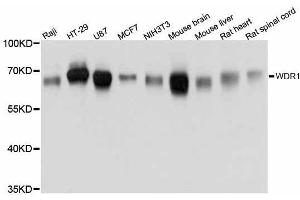 Western blot analysis of extracts of various cell lines, using WDR1 antibody. (WDR1 anticorps  (AA 300-500))