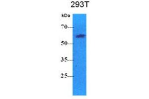 Image no. 1 for anti-Pyruvate Kinase, Liver and RBC (PKLR) antibody (ABIN2451662) (PKLR anticorps)