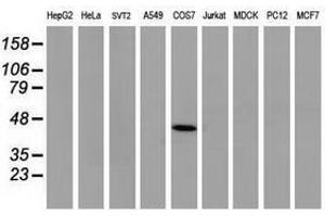 Image no. 1 for anti-Tumor Protein P53 (TP53) antibody (ABIN1499977) (p53 anticorps)