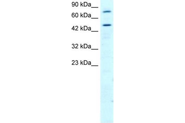 RGS anticorps  (N-Term)