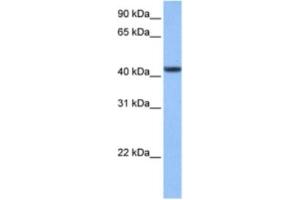 Western Blotting (WB) image for anti-Chromosome 8 Open Reading Frame 34 (C8orf34) antibody (ABIN2463522) (C8orf34 anticorps)