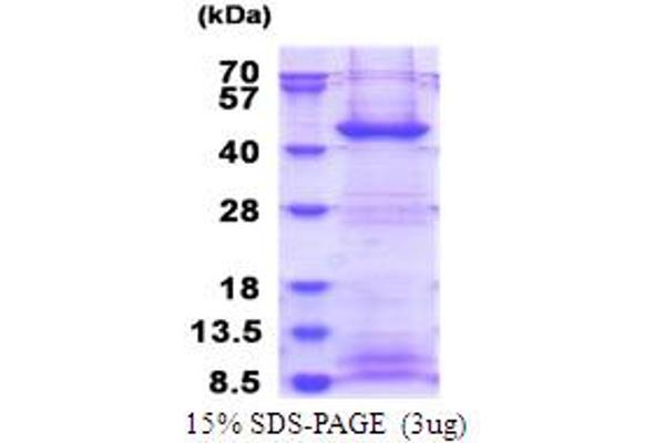 FBXO2 Protein (AA 1-296) (His tag)