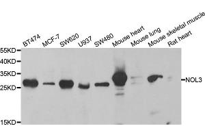Western blot analysis of extracts of various cell lines, using NOL3 antibody. (NOL3 anticorps)