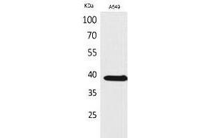 Western Blot analysis of A549 cells using NTCP Polyclonal Antibody. (SLC10A1 anticorps  (C-Term))