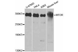 Western blot analysis of extracts of various cell lines, using MTOR antibody. (MTOR anticorps)