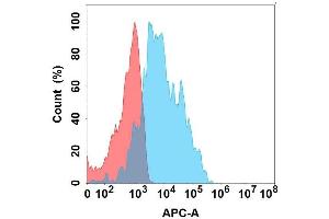 Flow cytometry analysis with Anti- on Expi293 cells transfected with human (Blue histogram) or Expi293 transfected with irrelevant protein (Red histogram). (GPR77 anticorps)