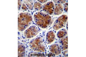 Immunohistochemistry (IHC) image for anti-Transcription Factor CP2-Like 1 (TFCP2L1) antibody (ABIN2997307) (TFCP2L1 anticorps)