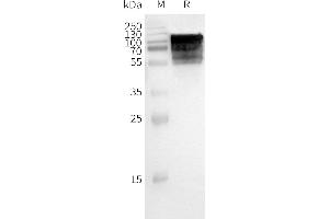 WB analysis of Human -Nanodisc with anti-Flag monoclonal antibody at 1/5000 dilution, followed by Goat Anti-Rabbit IgG HRP at 1/5000 dilution (GPR75 Protéine)