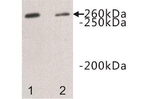Western Blotting (WB) image for anti-Dopey Family Member 2 (DOPEY2) antibody (ABIN1854968) (DOPEY2 anticorps)