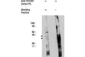 Western blot using antigen immunoaffinity purified anti DEGS2 antibody , used at 1:50k dilution. (DEGS2 anticorps)