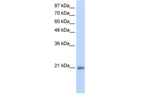 MIF4GD anticorps  (C-Term)