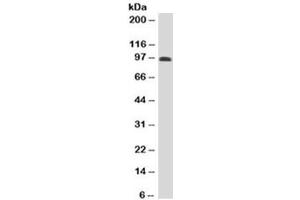 Western blot testing of human spleen lysate with CD43 antibody (clone DF-T1). (CD43 anticorps)