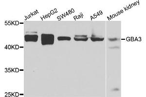 Western blot analysis of extracts of various cell lines, using GBA3 antibody. (GBA3 anticorps)