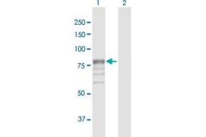 Western Blot analysis of GUSB expression in transfected 293T cell line by GUSB MaxPab polyclonal antibody. (Glucuronidase beta anticorps  (AA 1-651))