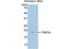 Western Blotting (WB) image for anti-NME/NM23 Nucleoside Diphosphate Kinase 4 (NME4) (AA 39-172) antibody (ABIN1860007) (NME4 anticorps  (AA 39-172))