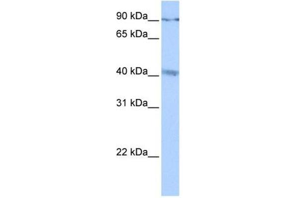 CATSPERG anticorps  (C-Term)