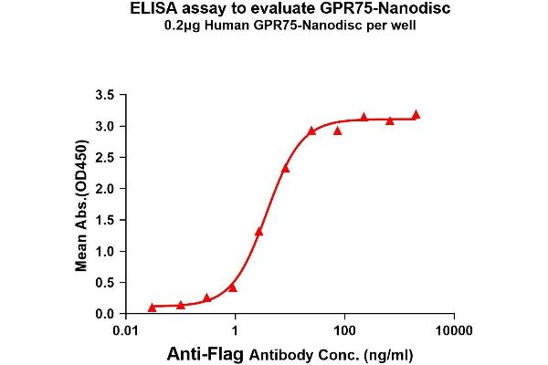 GPR75 Protéine