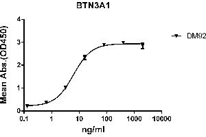ELISA plate pre-coated by 2 μg/mL (100 μL/well) Human A1 protein, mFc-His tagged protein ABIN6961119, ABIN7042267 and ABIN7042268 can bind Rabbit anti-A1 monoclonal antibody (clone: DM92) in a linear range of 0. (BTN3A1 anticorps  (AA 30-254))