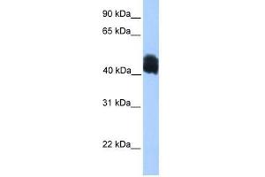 MDFIC antibody used at 0. (MDFIC anticorps  (N-Term))