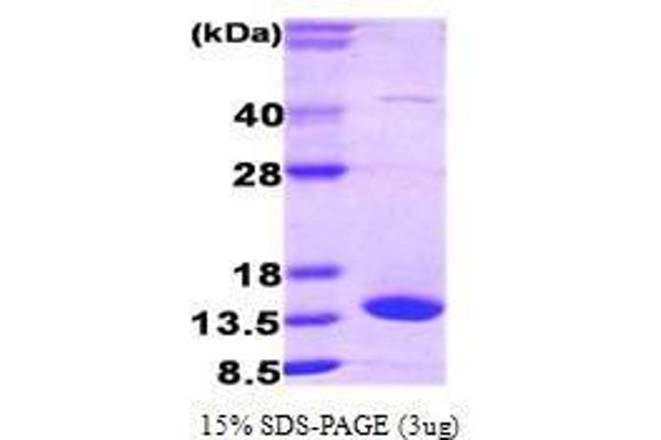 FABP7 Protein (AA 1-132)